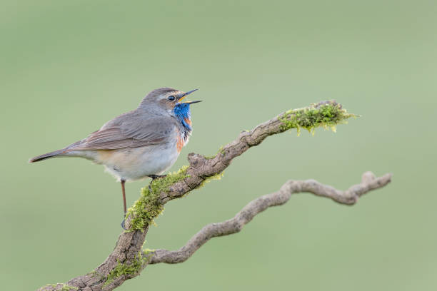 istock The Bluethroat male perched on branch (Luscinia svecica) 1237740780