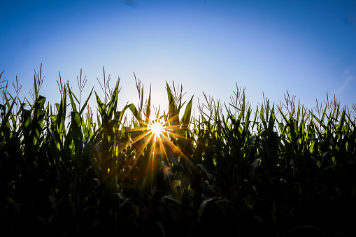 Corn tassels hide an August sunrise on a farm in rural Illinois, USA.