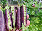 Freshly harvested purple heirloom peas from organic garden