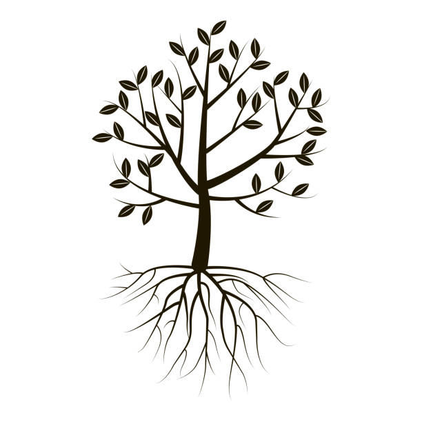 ilustrações, clipart, desenhos animados e ícones de árvore vetorial de cor preta em um fundo branco. silhueta de árvore com raiz e folhagem. - plant root system