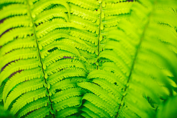 Closeup of green leaves