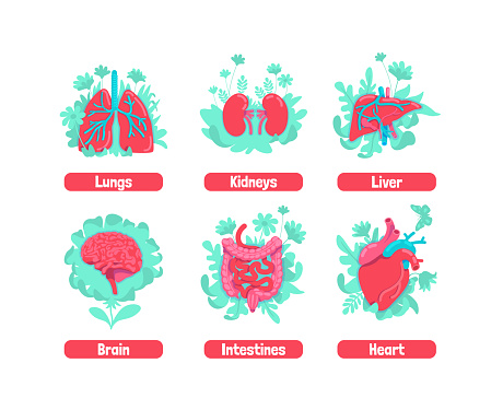 Healthy Internal Anatomical System Flat Concept Vector Illustrations ...