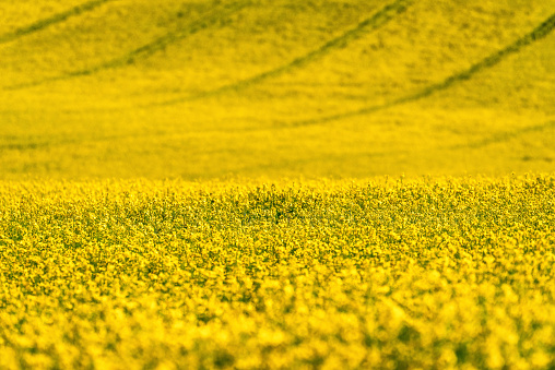 In spring, at sunset without people a field of rapeseed in full bloom, looks like a yellow blanket on the horizon.