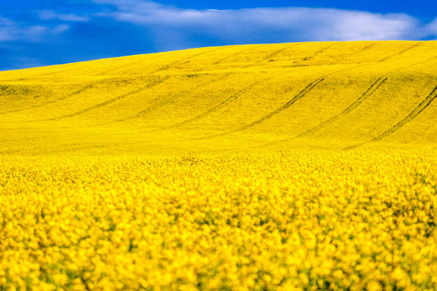 istock Canola flower. Yellow rapeseed field and blue sky 1237774280