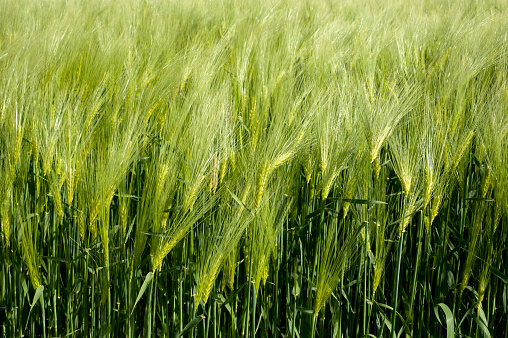 wheat field at golden sunset