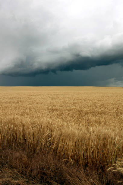 istock Dynamic cloudy blue skies over grassy fields and calm water in central Montana 1237778015