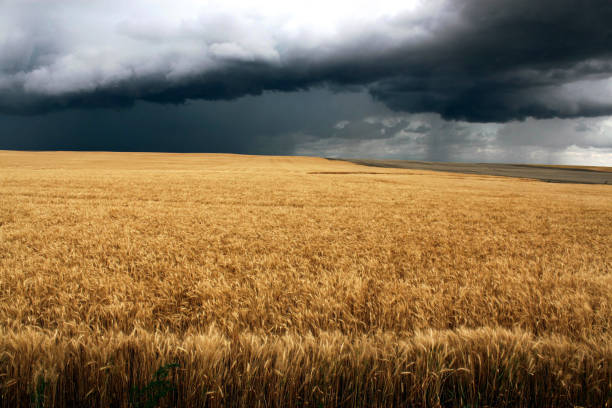 istock Dynamic cloudy blue skies over grassy fields and calm water in central Montana 1237778529