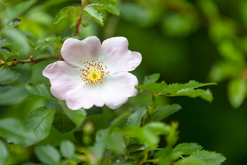 Close-up on a dog rose flower (Rosa canina).