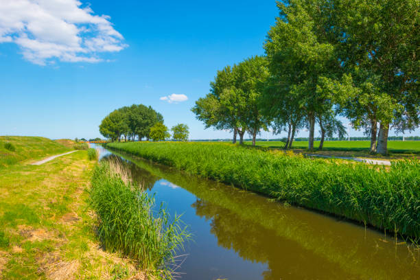 istock Trees along a canal with reed in a rural area below a blue  sky in sunlight in spring 1237787699