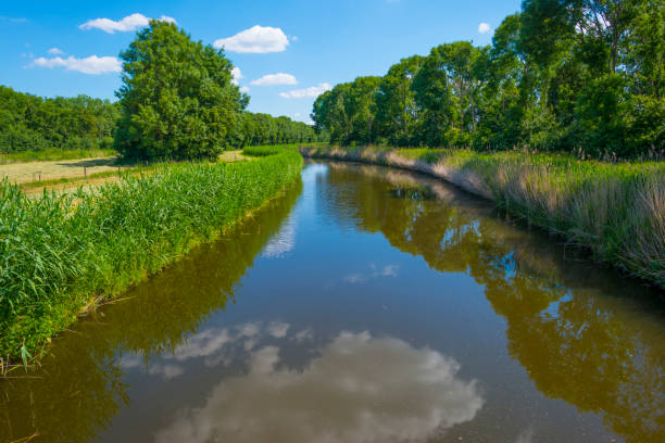 istock Trees along a canal with reed in a rural area below a blue  sky in sunlight in spring 1237788577