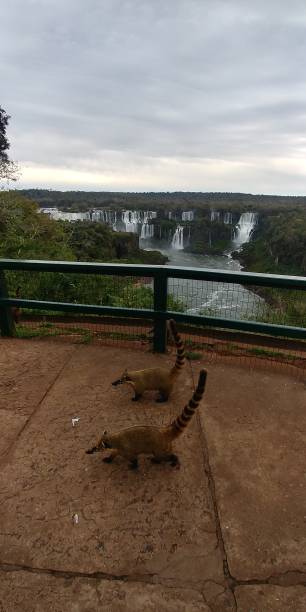Coatis around Iguazu Waterfalls in Brazil