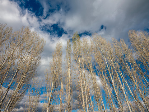A beautiful landscape of trees with blue sky in the background
