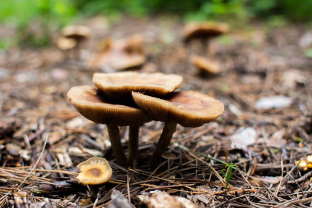 istock mushrooms grow from the ground in the forest 1237799151