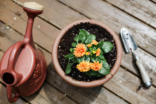 flower, begonia, gardening, gardening equipment