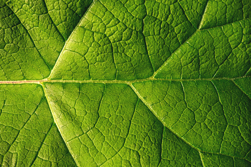 beautiful macro texture of rich green color leaf in summer garden