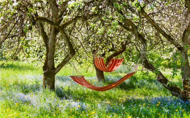 istock Beautiful landscape with two  red hammocks in the spring garden with blooming apple trees, sunny day. Concept for relaxation, rural tourism. Selective focus 1237803464