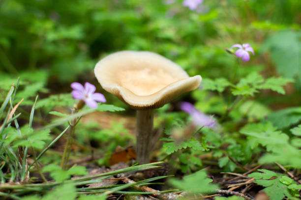 mushroom grows in flowers in forest