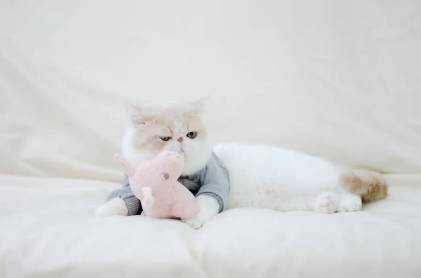 Cute Persian exotic shorthair cat sleeping rest and lying on the couch with the doll on sofa