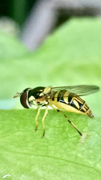 istock toxomerus geminatus / hover fly 1237810263