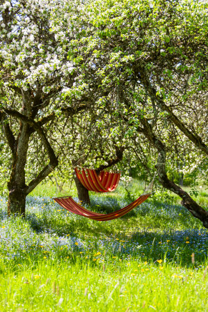 istock Beautiful landscape with two  red hammocks in the spring garden with blooming apple trees, sunny day. Concept for relaxation, rural tourism. Selective focus 1237814105