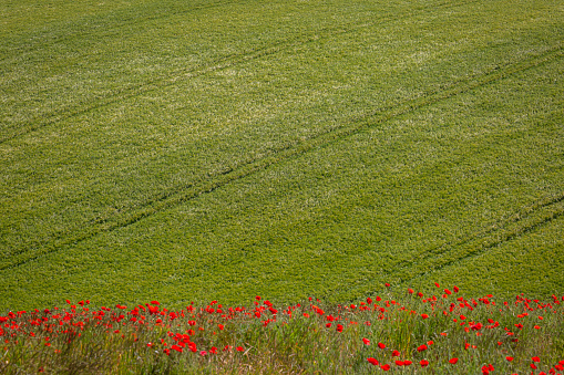 A row of red poppies and a field of wheat, in the South Downs in Sussex