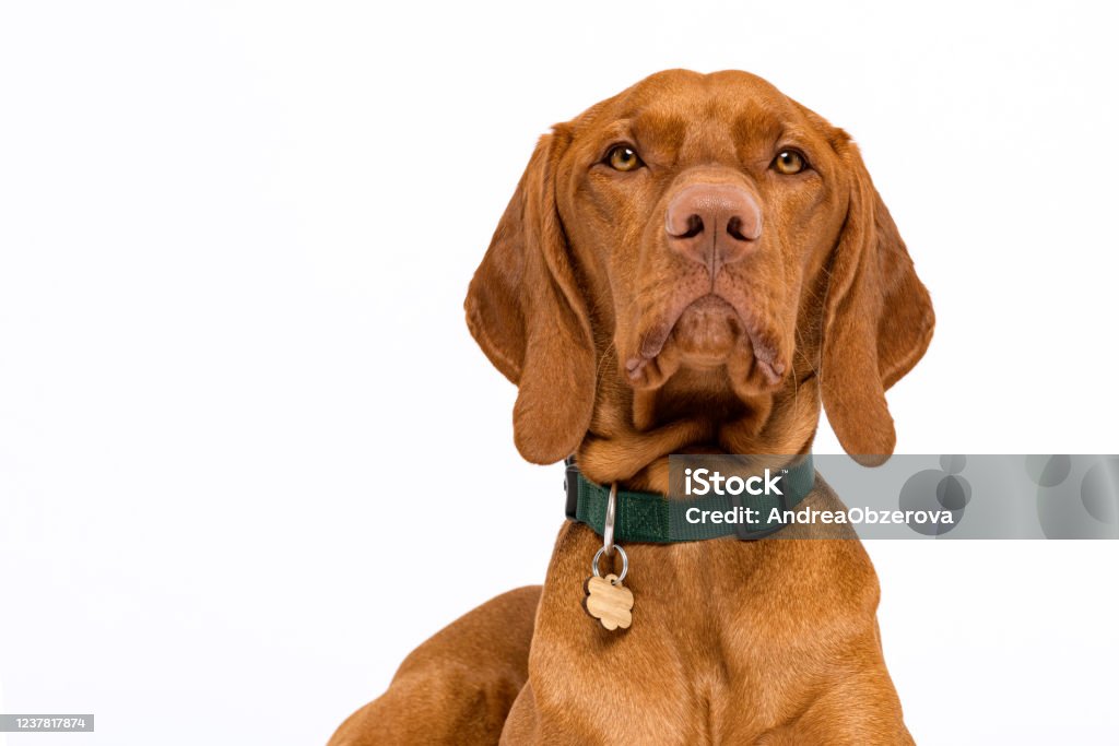 Carino cane ungherese vizsla colpo alla testa davanti vista ritratto in studio. Cane che indossa un collare per animali domestici con targhetta che guarda la fotocamera isolata su sfondo bianco. - Foto stock royalty-free di Cane