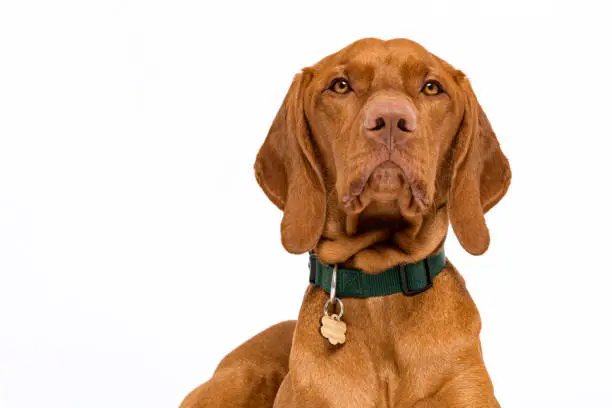 Photo of Cute hungarian vizsla dog headshot front view studio portrait. Dog wearing pet collar with name tag looking at camera isolated over white background.