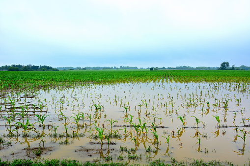 Rain clouds above a midwest farm fields flooded by heavy rain leaving crops stressed from too much water and water damaged.