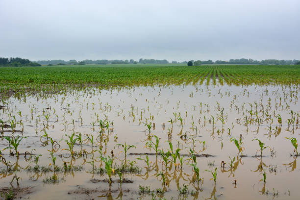 istock Young Maize Crop Damaged by Flooding 1237827993