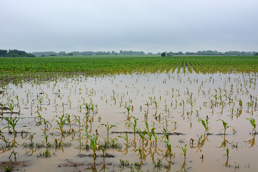 A muddy flooded corn field in late spring with standing water.