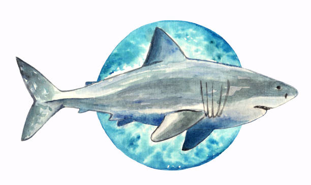 Hand drawn watercolor Shark Hand drawn watercolor grey Shark. Underwater sea life great white shark stock illustrations