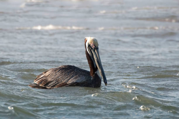 istock Brown Pelican, Pelecanus occidentalis, on the water 1237832954