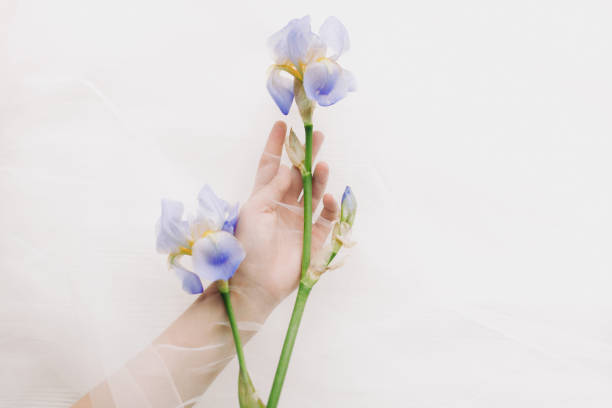 istock Woman hand behind veil gently holding blue iris flower on white background. Aesthetic soft image. Hand under tulle touching flower. Fragrance and treatment concept 1237843777