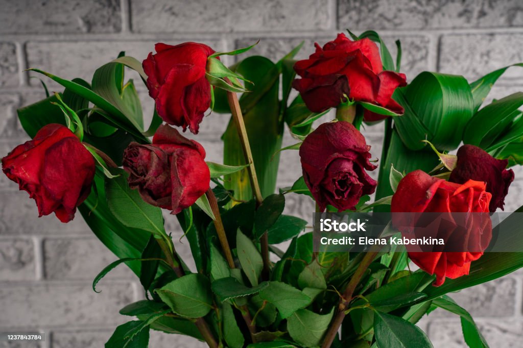 Decagying Roses Decaying Roses Stock Photo - Download Image Now - Aging Process ...