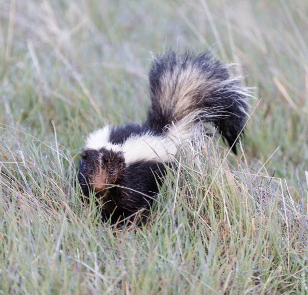 istock Striped Skunk with muddy face after being interrupted digging. 1237845927