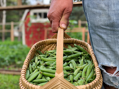 Gardener holds basket of freshly harvested green peas from organic garden.