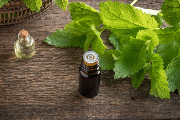 istock A bottle of essential oil with fresh melissa twigs 1237855849