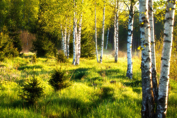 istock Summer birch forest in sunlight. Green nature landscape 1237858002