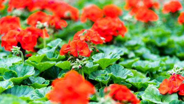 istock Red geranium flowers blossoming in the park 1237864872
