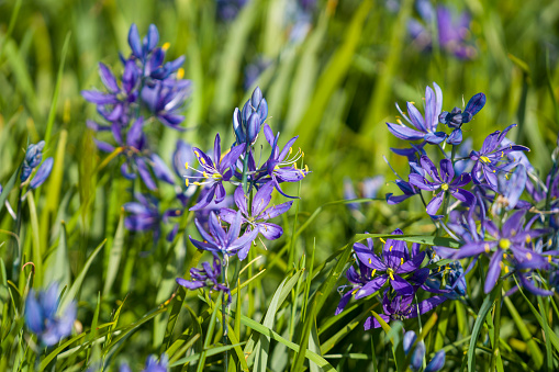 Beautiful spring flower, native to western North America