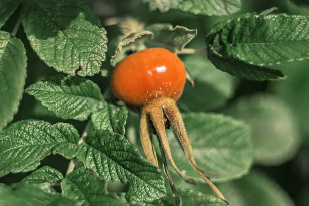 Orange rosehip ripen on the bush. Summer time.