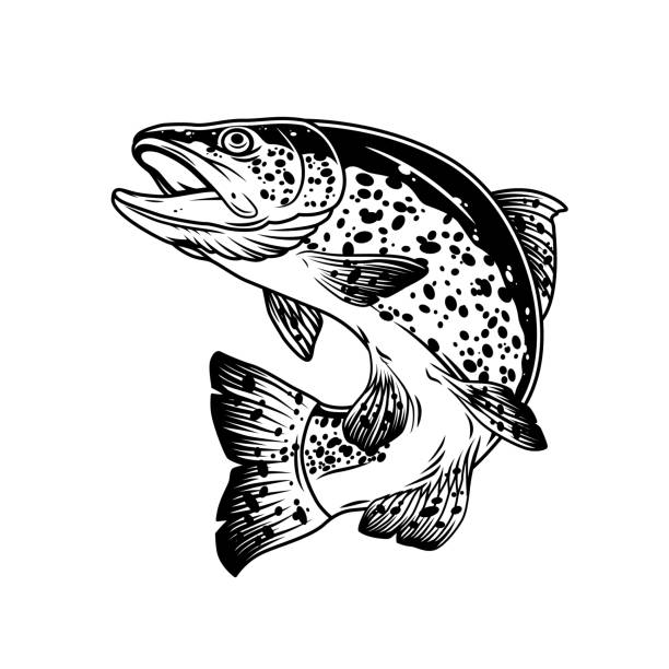ilustraciones, imágenes clip art, dibujos animados e iconos de stock de plantilla vintage de pescado de trucha de salto - trucha