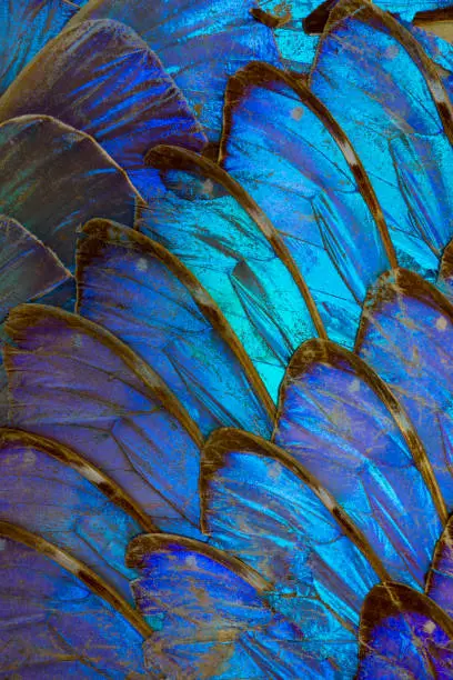 This is a macro photo of the species menelaus blue morpho butterfly.  I used special lighting to bring out the luminous blue colors and textures.