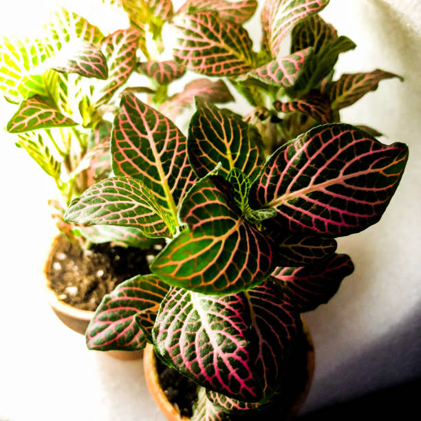 istock Pink Fittonia 1237895207