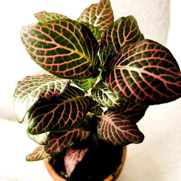 istock Pink Fittonia 1237895219