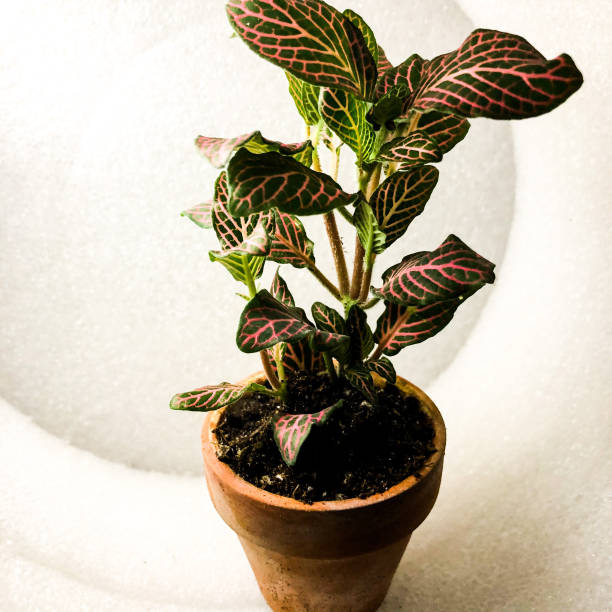 istock Pink Fittonia 1237895234