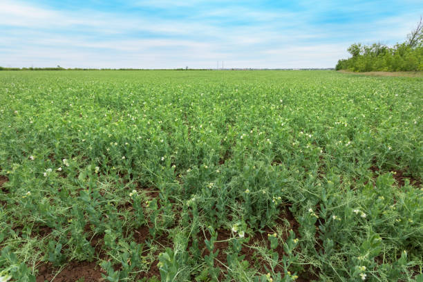 istock field of peas agriculture 1237900465
