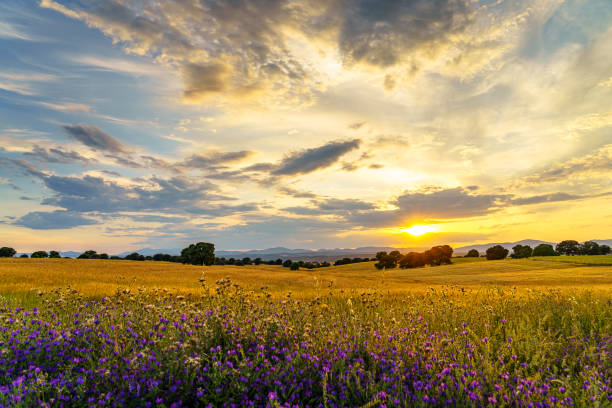 istock Sunset over corn gold fields with trees, mountains, clouds and sunbeam and flowers on the front 1237902585