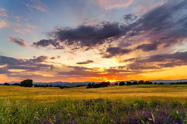 istock Sunset over corn gold fields with trees, mountains, clouds and sunbeam and flowers on the front 1237902588