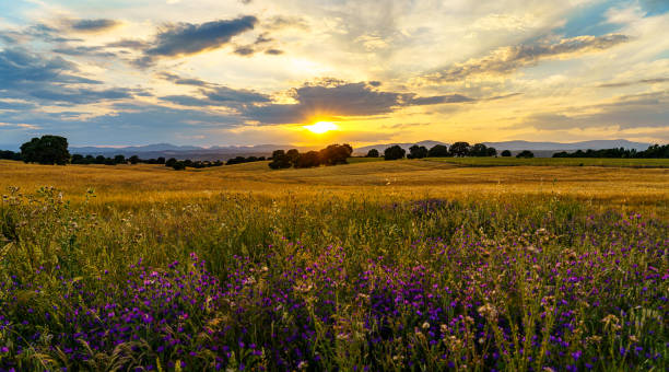istock Sunset over corn gold fields with trees, mountains and sunbeam and flowers on the front 1237902589